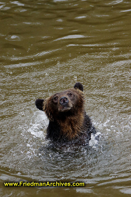 bear,bears,nature,wild,brown,wild,fuzzy,water,shaking,hairy,